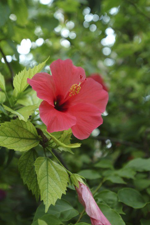 2011 Hibiscus Show at Ursuline Academy_lowres (copy)